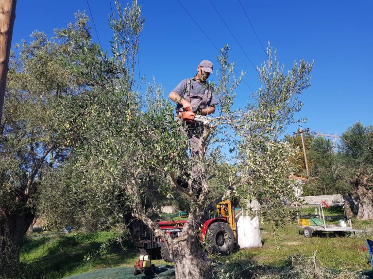 Πύργος: Προβληματισμένοι οι παραγωγοί για την τιμή του λαδιού