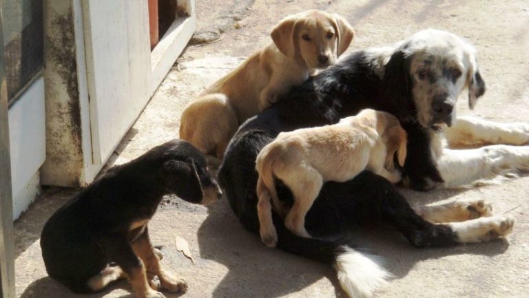 Καβάλα: Καταφύγιο αδέσποτων ζώων στο Παγγαίο