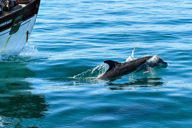 Καταφύγιο για δελφίνια, πουλιά και χελώνες ο υγροβιότοπος του Αμβρακικού (video)