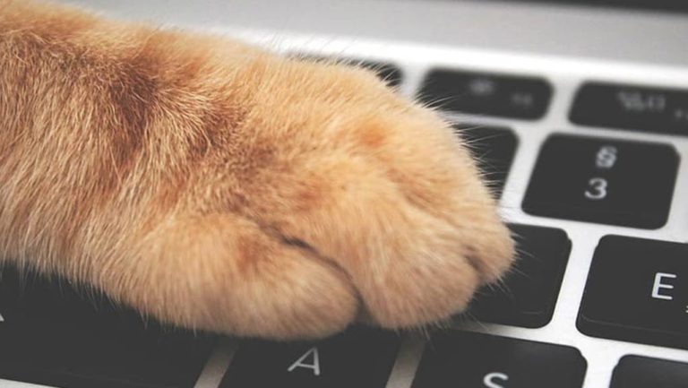 Γιατί οι γάτες λατρεύουν τα πληκτρολόγια – Ερευνητές εξηγούν