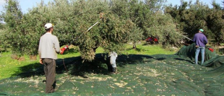 Πρόβλημα με το μάζεμα της ελιάς λόγω κορονοϊού (video)