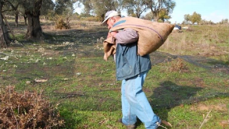 Κρήτη: Ευνοϊκές ρυθμίσεις για το λιομάζωμα – Δεν ευνοεί ο καιρός