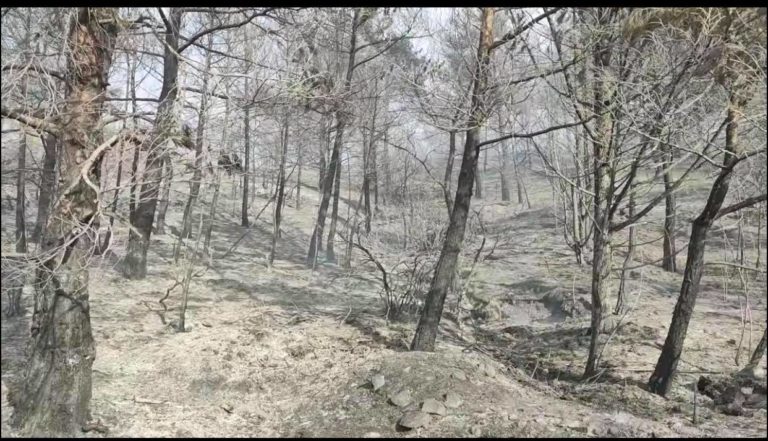 Υπό μερικό έλεγχο η φωτιά σε δασική περιοχή της Ρόδου