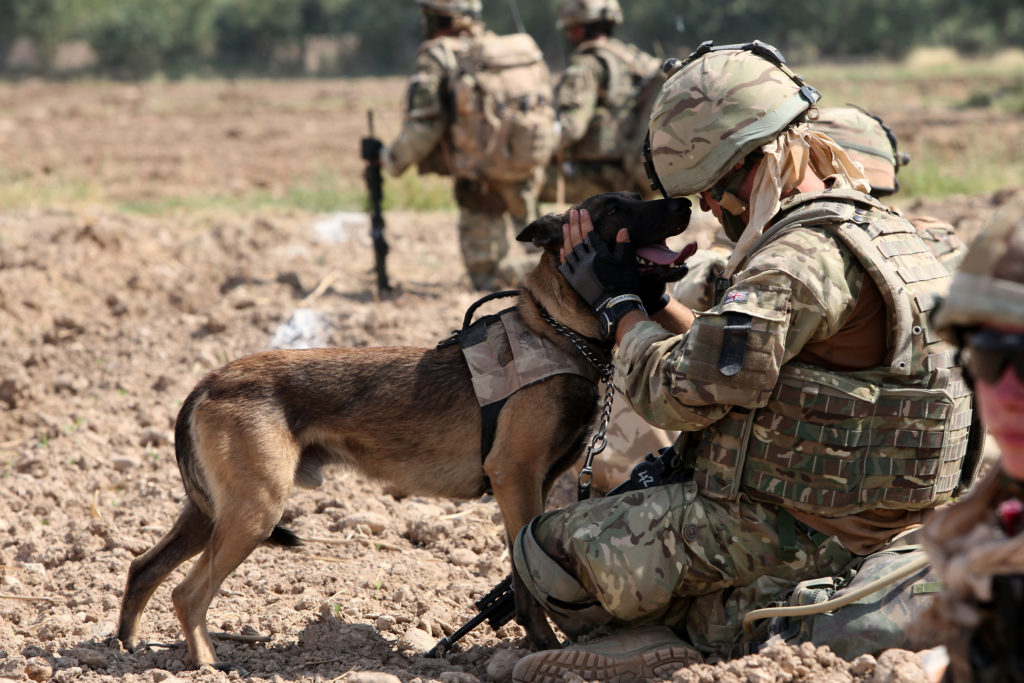 Στρατιωτικοί σκύλοι καλούνται για “κατάταξη” στις Ένοπλες Δυνάμεις