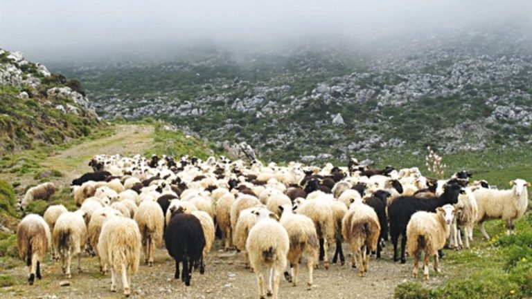 Απογραφή του ζωικού κεφαλαίου στην Κρήτη