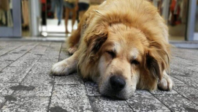 Σκοτώθηκε ο πιο αγαπητός αδέσποτος σκύλος της Αθήνας