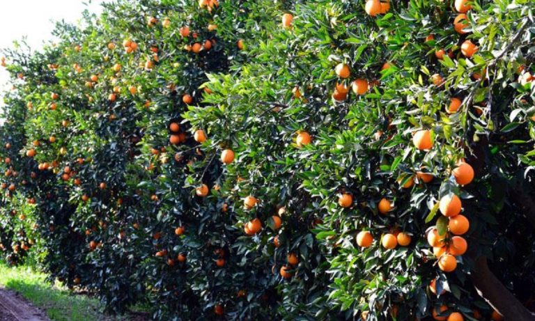 Η συγκομιδή πορτοκαλιών στην Αργολίδα και ο covid-19 (video)