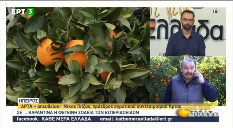 Σε… καραντίνα η φετινή σοδειά των εσπεριδοειδών (video)