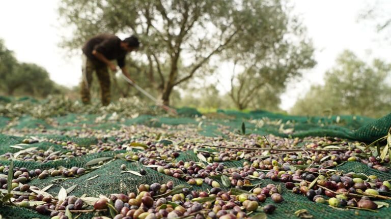 Παράταση στην υποβολή αιτημάτων για ενίσχυση των ελαιοπαραγωγών