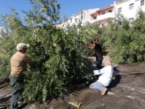 Ξάνθη: 7.980 κιλά ελιές για το “Γηροκομείο της καρδιάς μας”