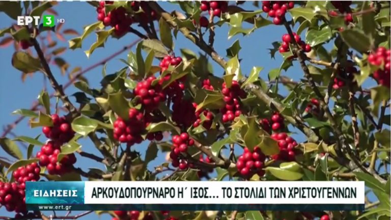 “Αρκουδοπούρναρο”: Tο στολίδι των Χριστουγέννων (video)