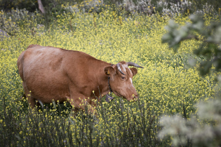 Μια φάρμα με φιλόμουσες αγελάδες που προσέχουν τη διατροφή τους (Video)
