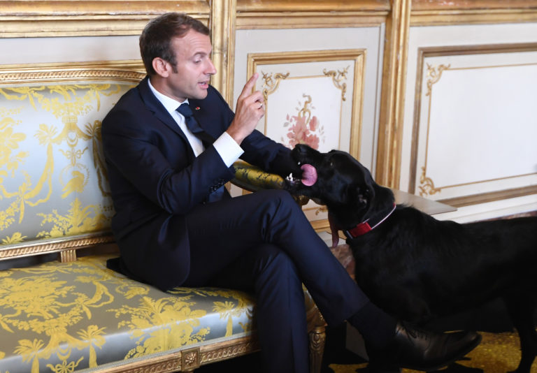 Ο Νέμο, ο “πρώτος σκύλος” της Γαλλίας, κάνει έκκληση για υιοθεσία αδέσποτων, αλλά με επίγνωση (video)
