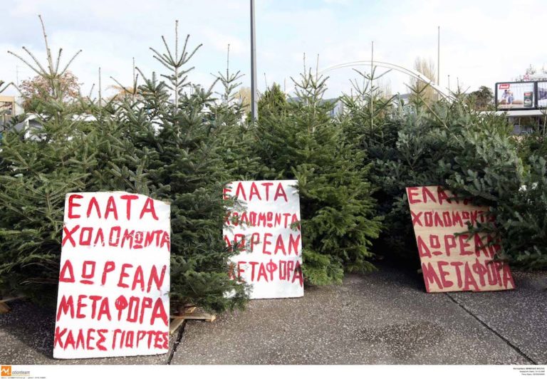 Το περιβαλλοντικό αποτύπωμα του χριστουγεννιάτικου δέντρου (Video)