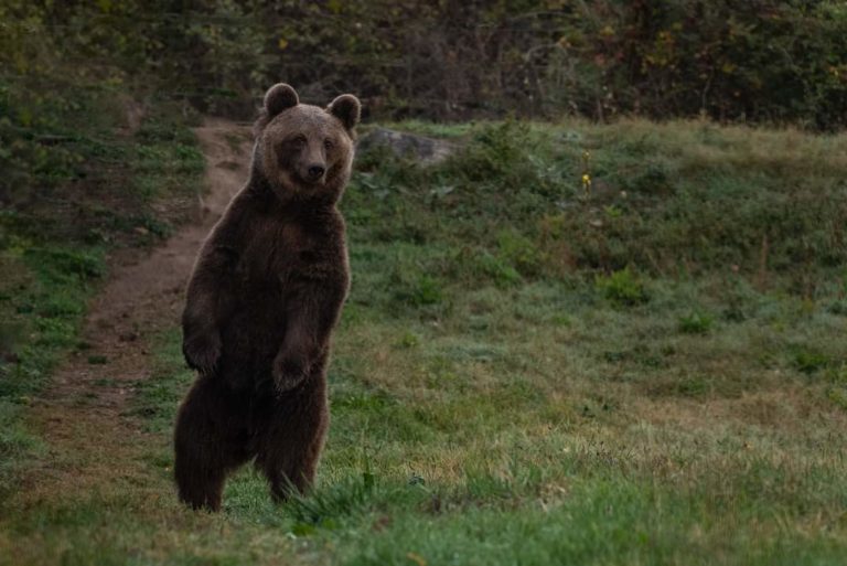 Ο Μίτκο αναρρώνει στον ΑΡΚΤΟΥΡΟ