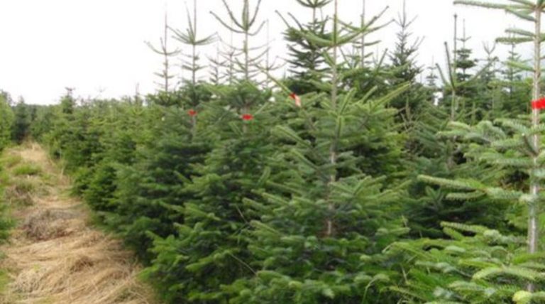 Ξεκίνησε η διάθεση χριστουγεννιάτικων δέντρων από τον Ταξιάρχη Χαλκιδικής (video)