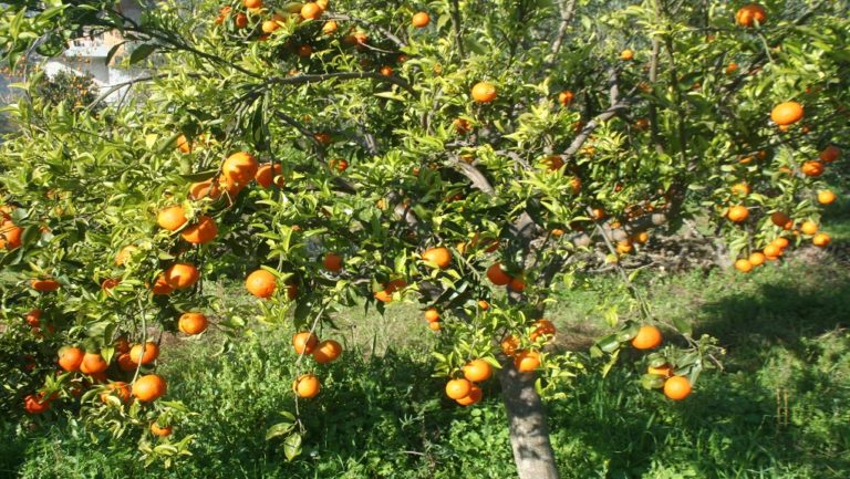 Επιστολή δημάρχου Μονεμβασίας στον Υπουργό Αγροτικής Ανάπτυξης Μ. Βορίδη για τις ζημιές στις κλημεντίνες