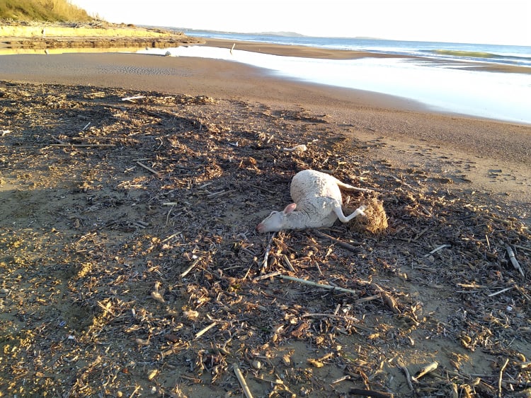Ηλεία: Ενδείξεις ότι προέρχονταν από τη Γαλλία τα νεκρά πρόβατα που έβγαλε η θάλασσα σε παραλίες