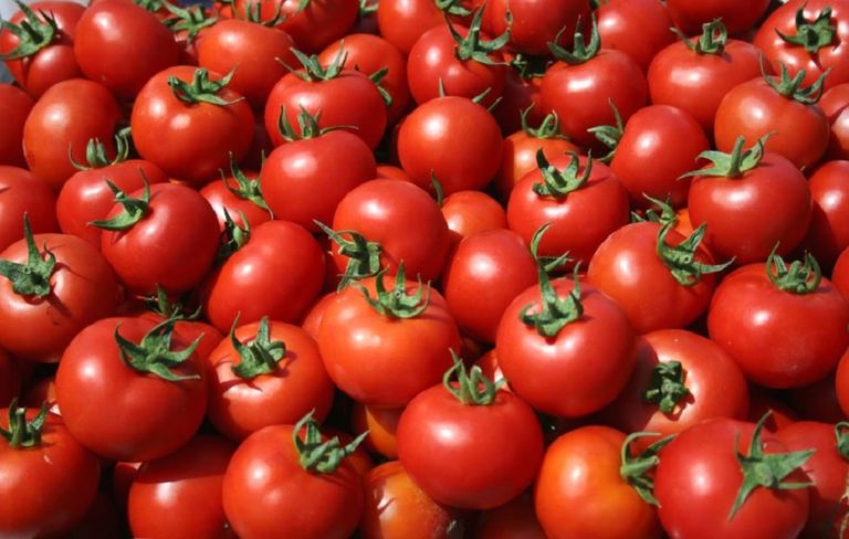 Μειωμένη η ζήτηση της ντομάτας υποστηρίζουν οι παραγωγοί της Πρέβεζας
