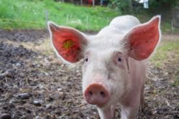 Η FDA ενέκρινε γενετικά τροποποιημένους χοίρους για τροφή και μεταμοσχεύσεις