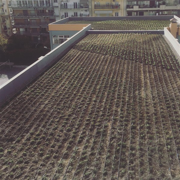 Η μεγαλύτερη πράσινη στέγη της Θεσσαλονίκης (Video)
