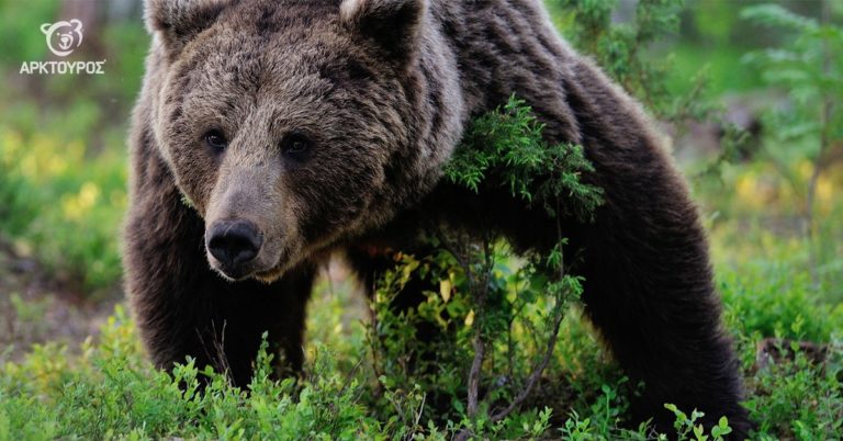 Δήμος Παύλου Μελά: Διαδικτυακά Χριστούγεννα στη φύση με αρκούδες και λύκους