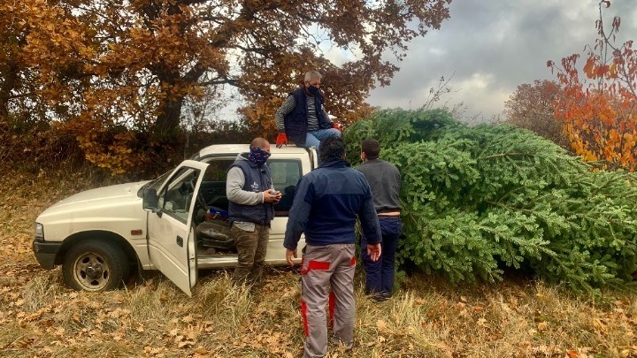 Ταξιάρχης: Ξεπέρασαν τις προσδοκίες οι πωλήσεις χριστουγεννιάτικου ελάτου