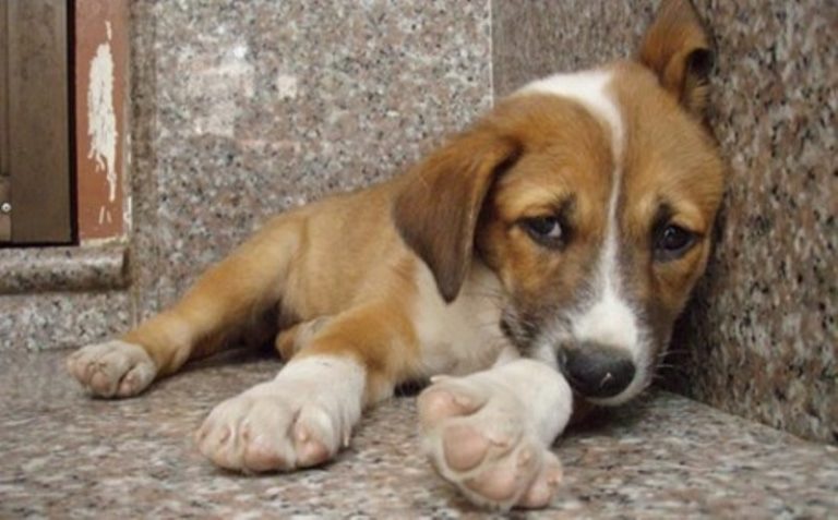 Ροδόπη: Κανόνας η εγκατάλειψη σκύλων και συνεχείς οι ρίψεις φολών