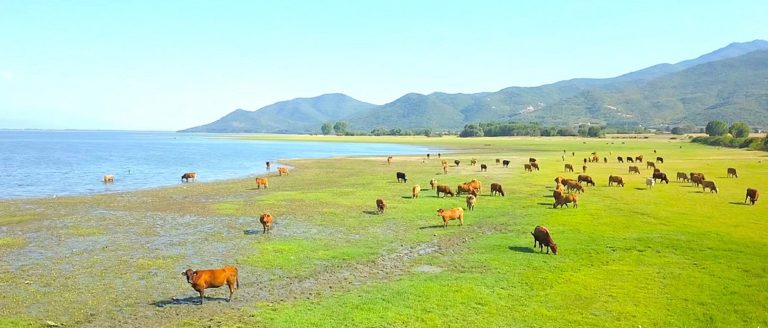 «Πλάνα με ουρά», με την Τασούλα Επτακοίλη, στην ΕΡΤ2