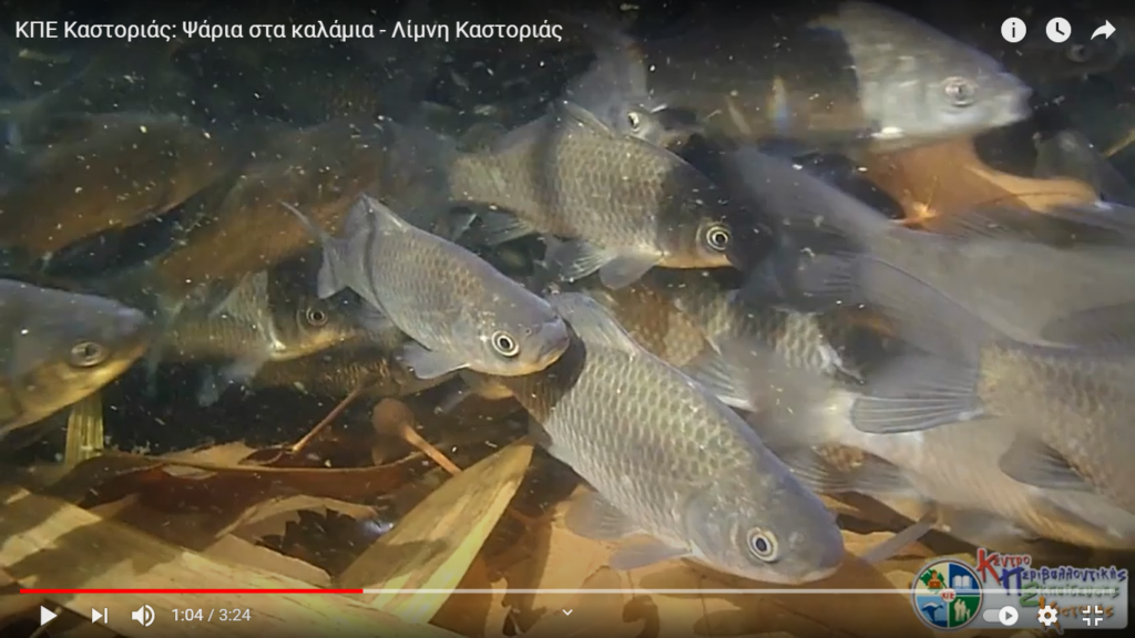 Καστοριά: Μια “βουτιά” στους καλαμιώνες της λίμνης (video)
