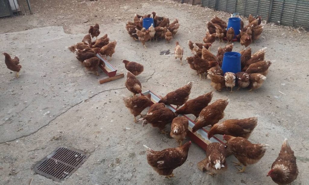 Πτηνοτροφική μονάδα στην Πρώτη Σερρών παράγει αβγά με …φασκόμηλο