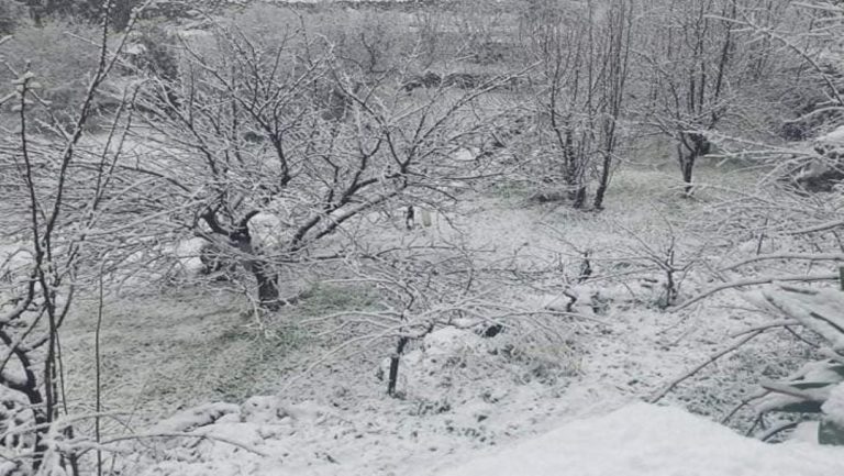 Πυκνή χιονόπτωση από το πρωί στο Οροπέδιο Λασιθίου – Με αλυσίδες η κυκλοφορία