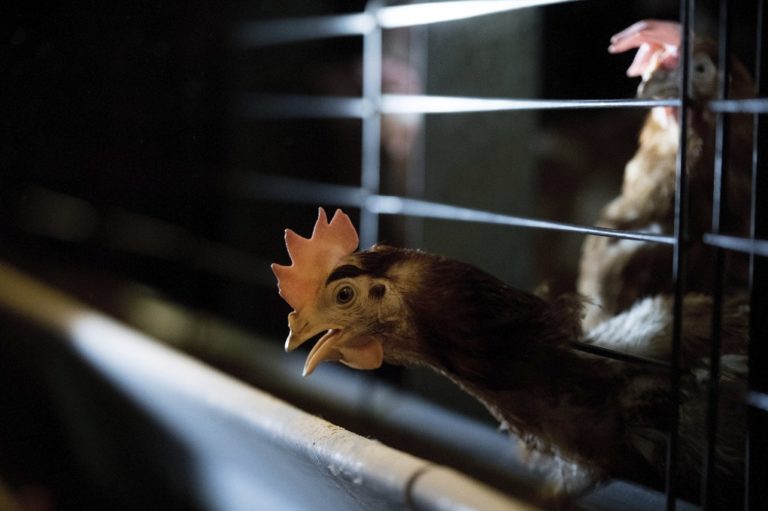 Γρίπη των πτηνών και στην Ουγγαρία – Σφαγιάστηκαν χιλιάδες κοτόπουλα
