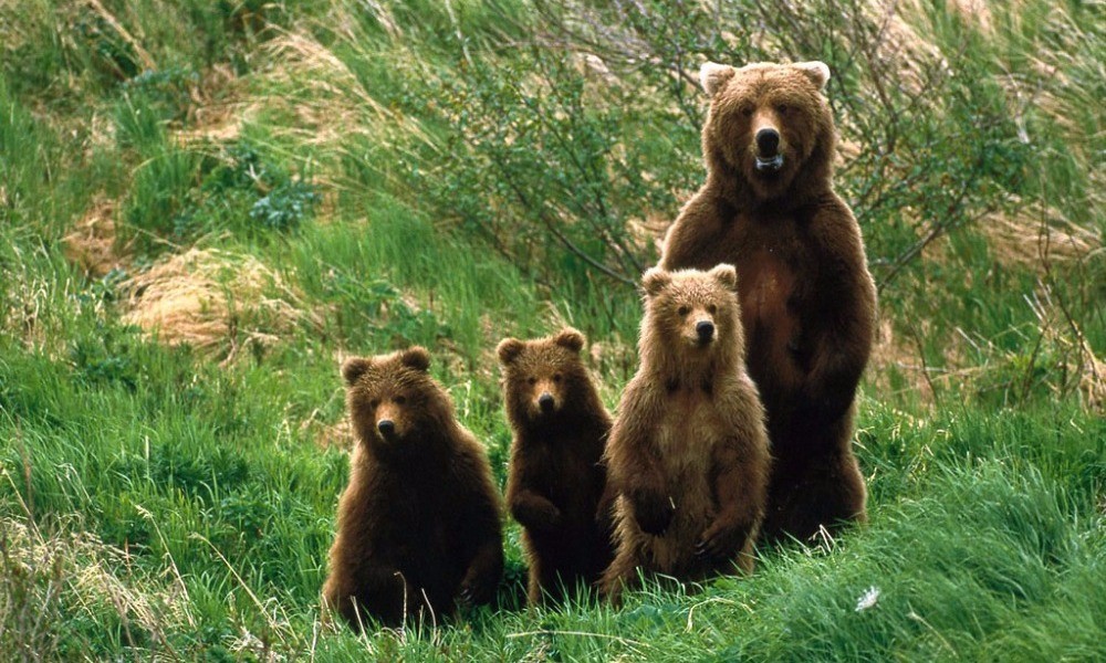 Αρκούδες, ζαρκάδια και ελάφια στο καταφύγιο του Αρκτούρου (Video)
