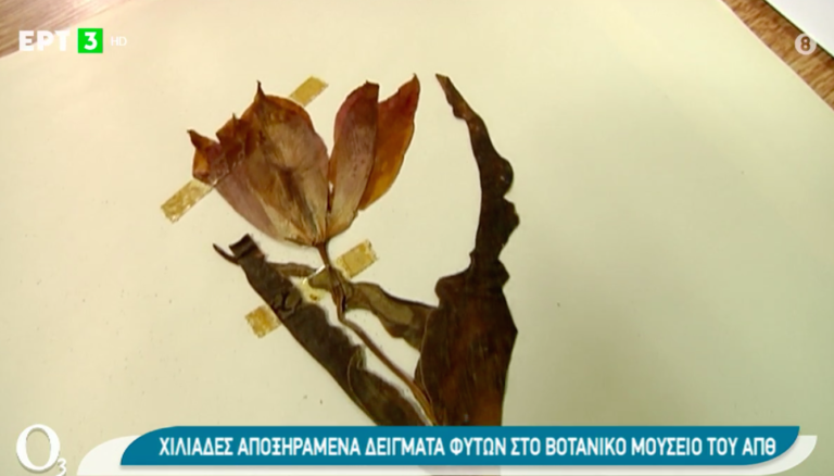 Η σπάνια ελληνική χλωρίδα ψηφιακά διαθέσιμη σε όλους (Video)