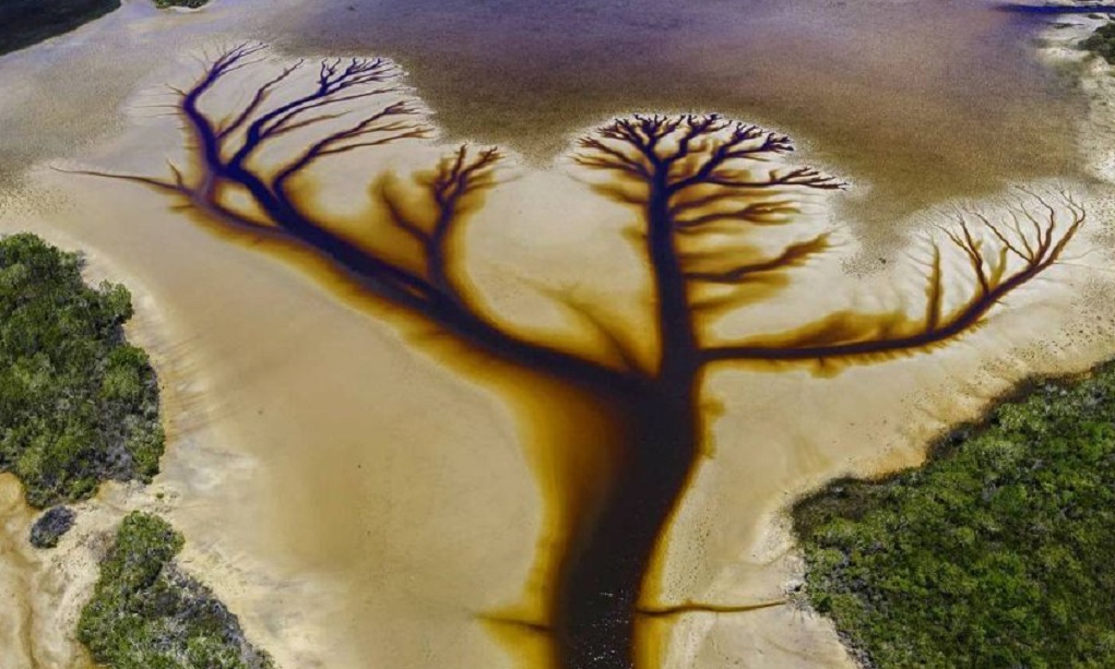 Αυστραλία: Το “δέντρο της ζωής” σε μια λίμνη