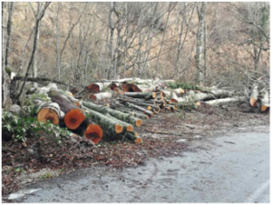 Κοζάνη: Η ανεξέλεγκτη υλοτομία συνεχίζει να πληγώνει τα δάση – Καταγγελίες της Οικολογικής Κίνησης