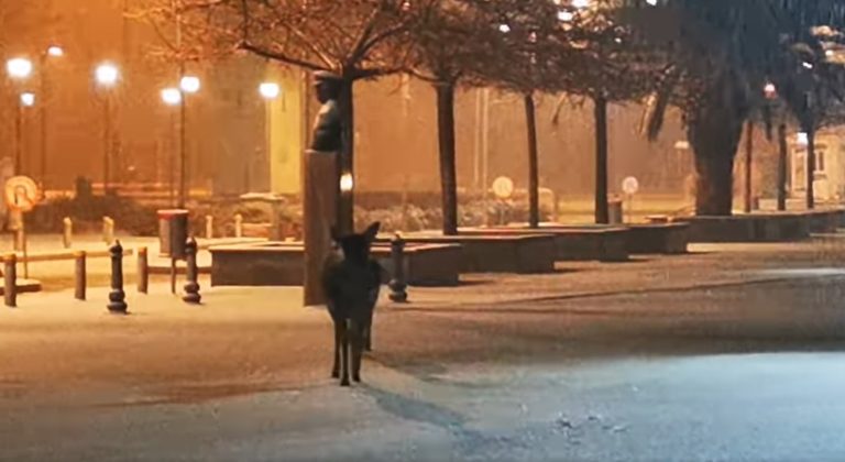 Ελάφια “επισκέφθηκαν” το Δημαρχείο της Λήμνου λόγω του χιονιά