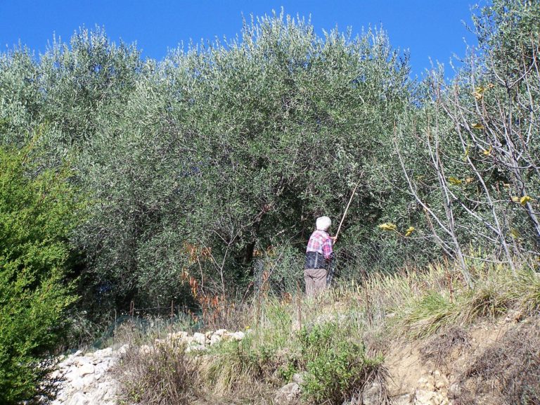 Η βιοτεχνολογία στη μάχη κατά του δάκου (Video)