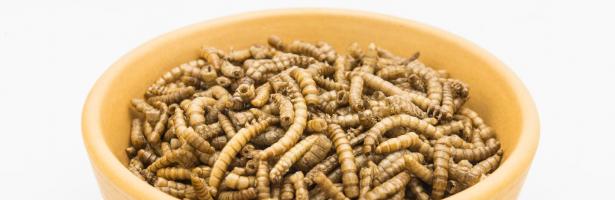 Βρώσιμα έντομα ως ζωοτροφές (Video)