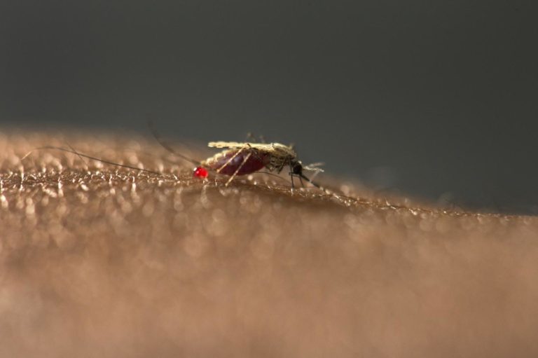 Α. Μωϋσιάδης: Δεν συντρέχει λόγος ανησυχίας από τις νέες μολύνσεις με τον ιό του Δυτικού Νείλου