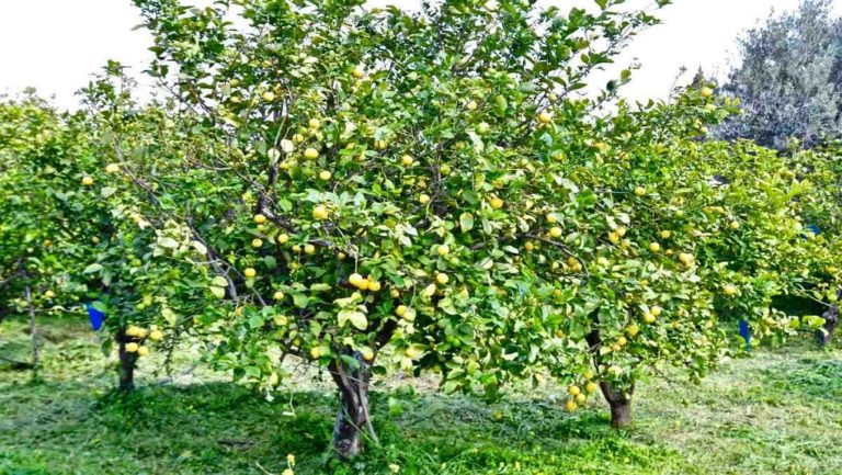 Κορινθία: Σύλληψη ατόμου για κλοπή λεμονιών