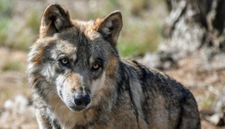 Εορδαία: Δέκα κυνηγετικοί σκύλοι χάθηκαν σε 5 μήνες στο Βέρμιο – Απειλητική αύξηση των λύκων 
