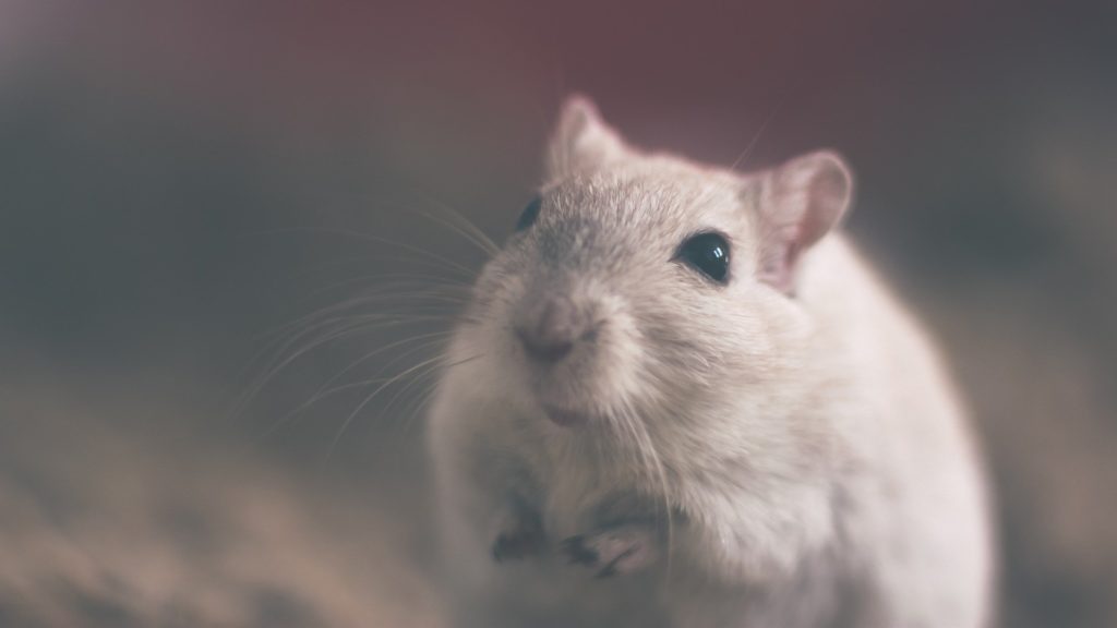 Παράλυτα ποντίκια με παραπληγία περπάτησαν ξανά – Πρωτοποριακή θεραπεία