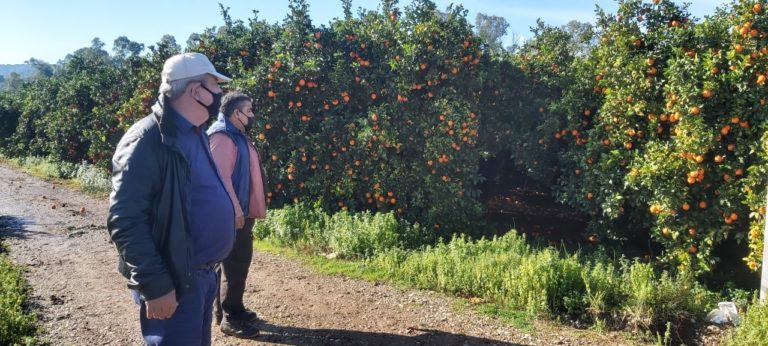 Σε απόγνωση οι καλλιεργητές πορτοκαλιού στην Ηλεία