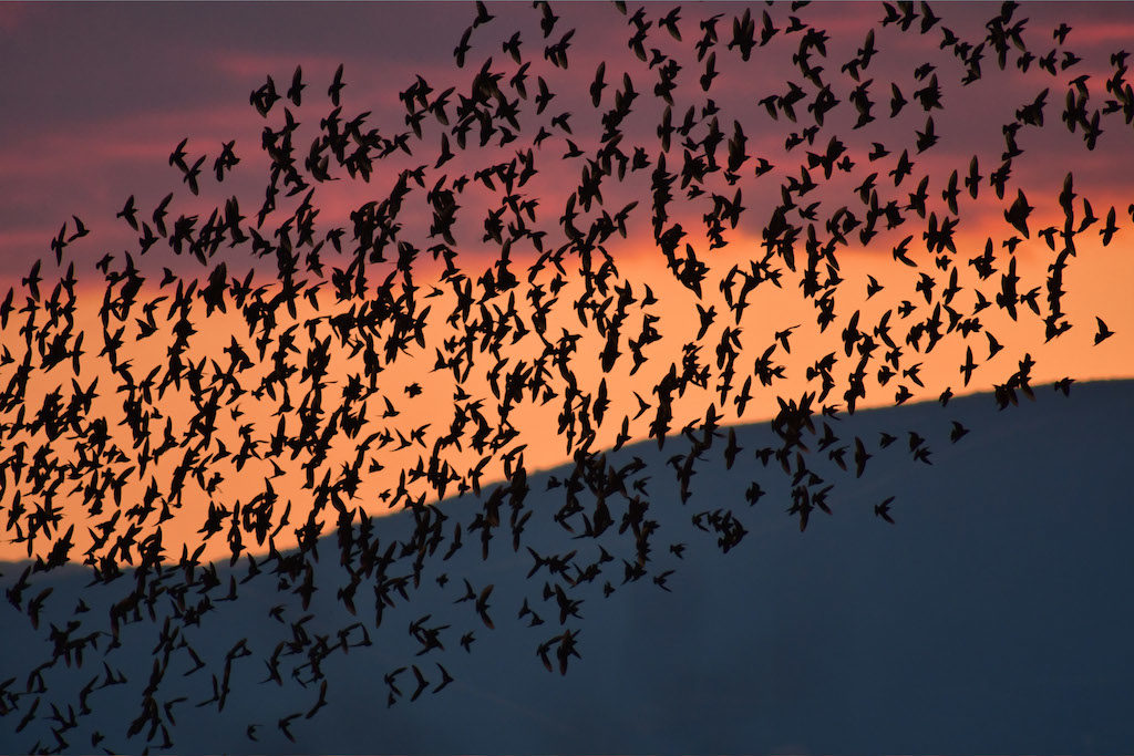 Παγίδες θανάτου για εκατομμύρια πουλιά γυάλινα κτίρια, καλώδια και ανεμογεννήτριες (Video)