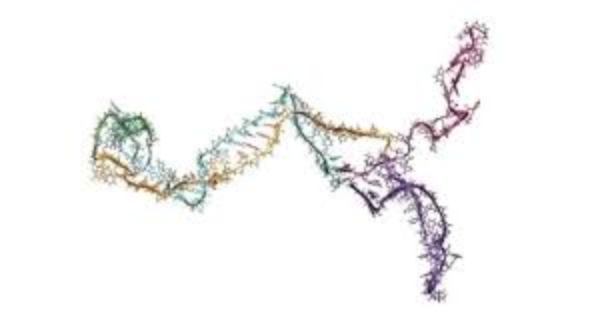 Νέα βίντεο αποκαλύπτουν για πρώτη φορά τη μυστηριώδη διαδικασία αναδίπλωσης του RNA
