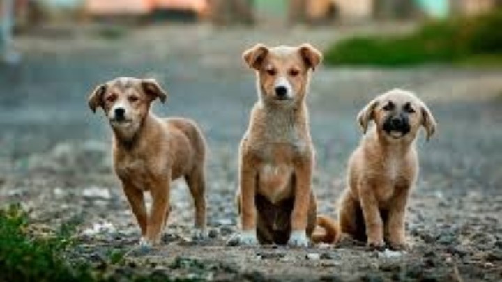 Βέροια: Υιοθεσία αδέσποτων σκύλων μέσω διαδικτύου