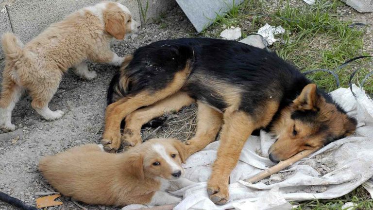 Εθελοντικό πρόγραμμα σίτισης αδέσποτων ζώων ξεκινά ο Δήμος Λέρου