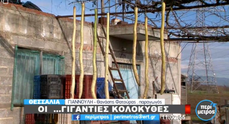 Οι  …γιγάντιες κολοκύθες (video)